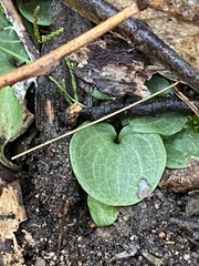 Cyrtostylis reniformis