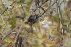 Anairetes flavirostris