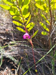 Disperis capensis capensis