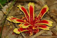 Etlingera littoralis