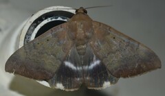 Achaea