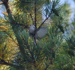 Aegithalos caudatus