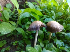 Galeropsidaceae