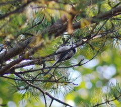 Aegithalos caudatus