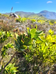 Liparia splendens splendens
