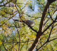 Aegithalos caudatus