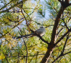 Aegithalos caudatus