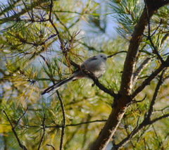 Aegithalos caudatus