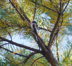 Aegithalos caudatus