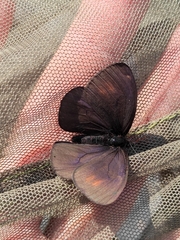 Erebia
