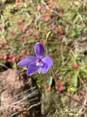 Glossodia major