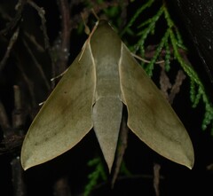 Theretra gnoma