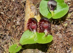 Corybas grumulus