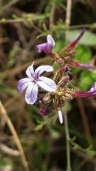 Plumbago europaea