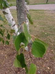 Betula pubescens
