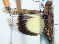 Spharagemon saxatile