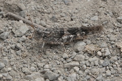 Trimerotropini