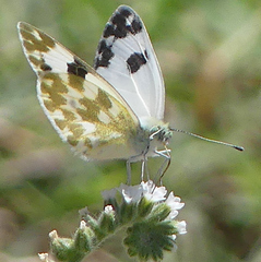 Pontia daplidice