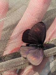 Erebia