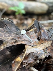 Mycena tenerrima
