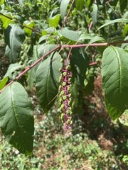 Phytolacca americana