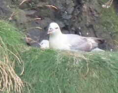 Fulmarus glacialis