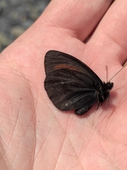 Erebia