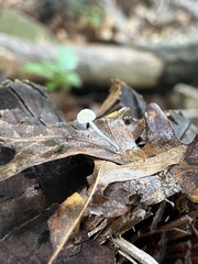 Mycena tenerrima