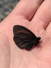 Erebia