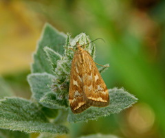 Loxostege sticticalis