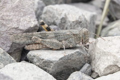 Trimerotropini