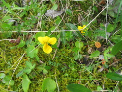 Viola biflora