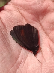 Erebia