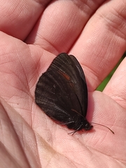 Erebia