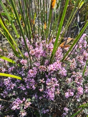 Amphithalea ericifolia
