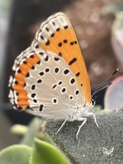 Tharsalea hyllus