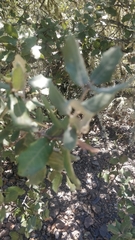 Quercus rotundifolia