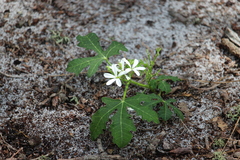 Cnidoscolus stimulosus