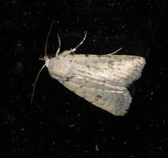 Caradrina clavipalpis