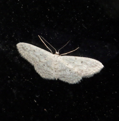 Idaea seriata