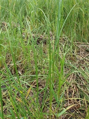 Carex acuta