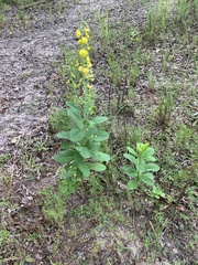 Crotalaria spectabilis