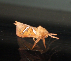 Triodia sylvina