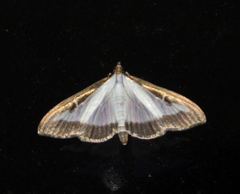 Cydalima perspectalis