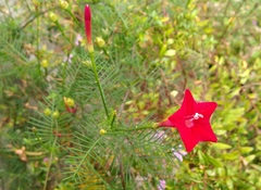 Ipomoea quamoclit