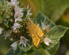 Loxostege sticticalis