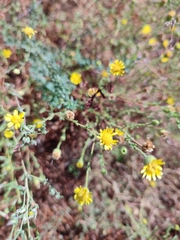 Pulicaria paludosa