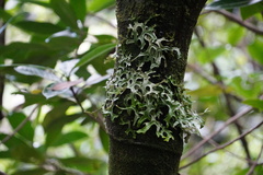 Pseudocyphellaria