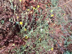 Pulicaria paludosa