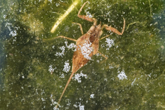 Laccotrephes japonensis
